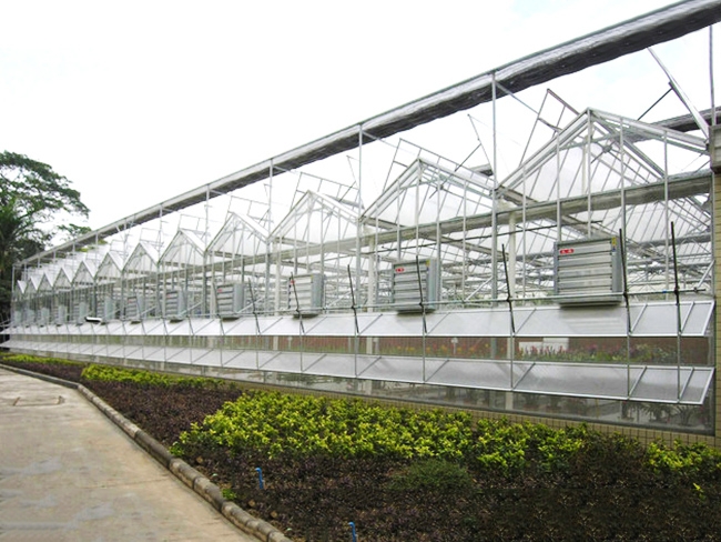 大棚花卉育苗分享设施栽培花卉的主要种类