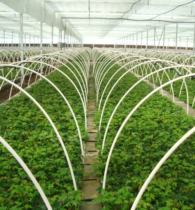 大棚蔬菜育苗种子的处理方法