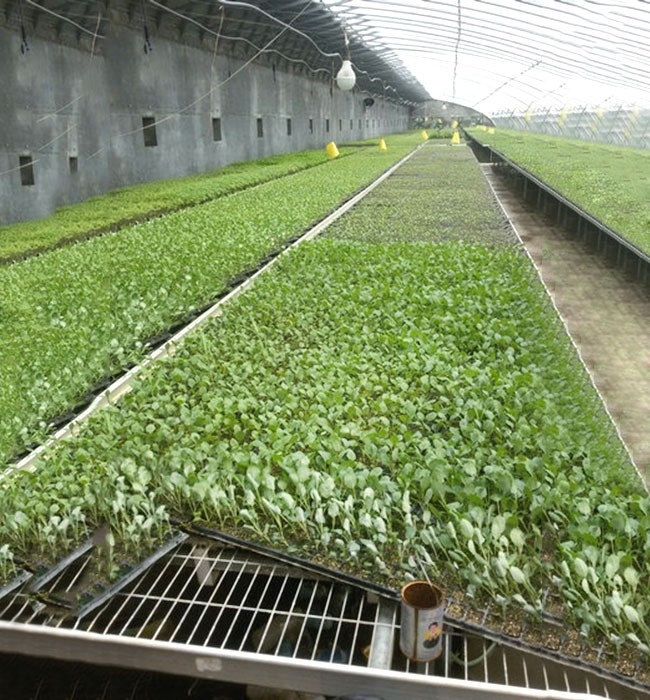大棚蔬菜育苗的营养土如何配置？